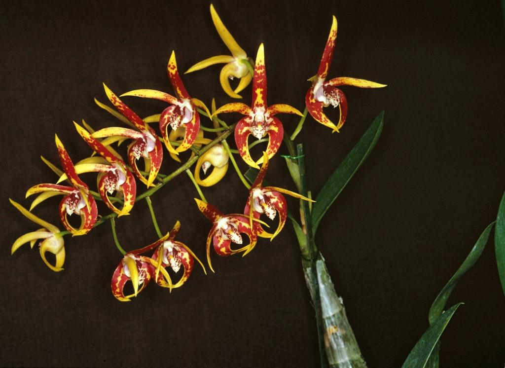 Dendrobium Avril's Gold - photo 2