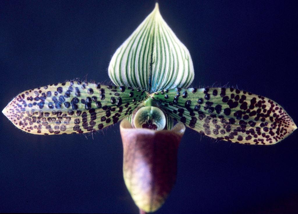 Paph Double Deception