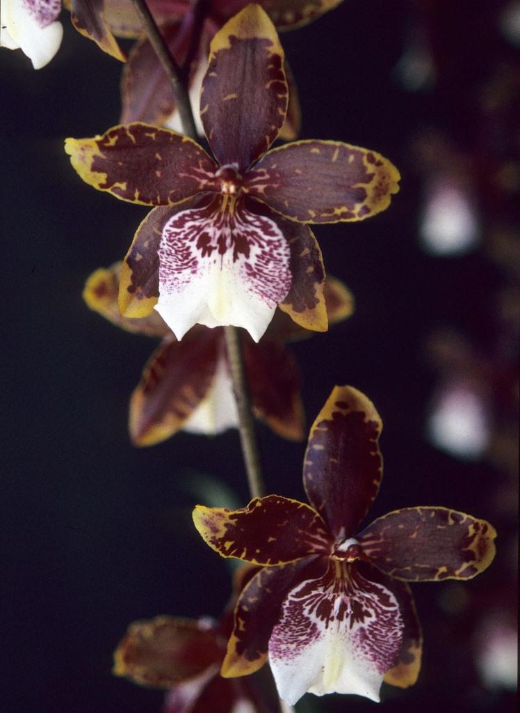 Oncidium Goldfinger - photo 2