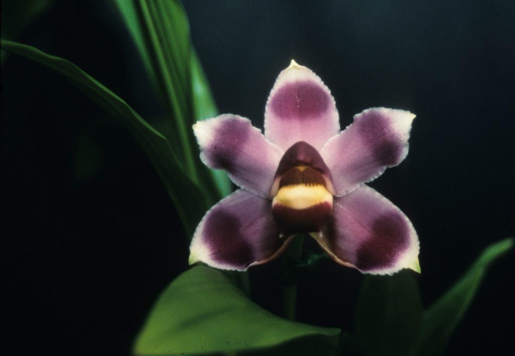 Pescatoria coelestis