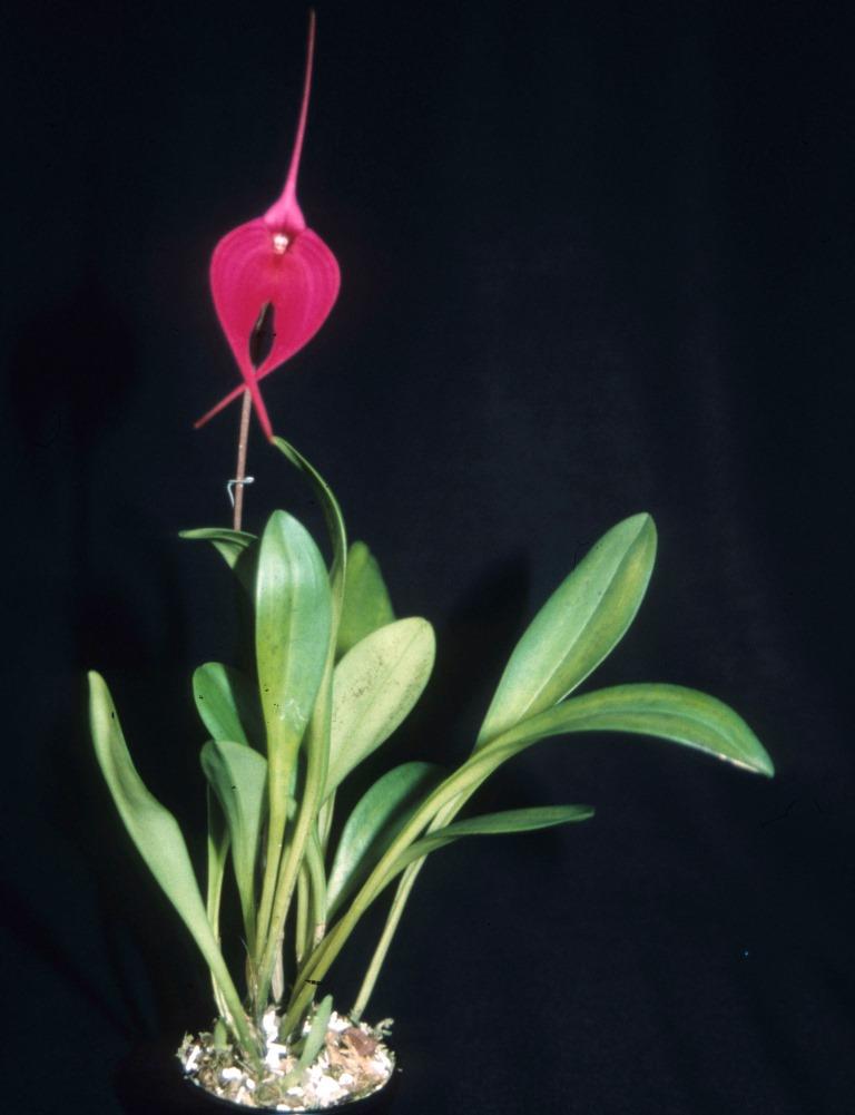 Masdevallia Machu Picchu - photo 2