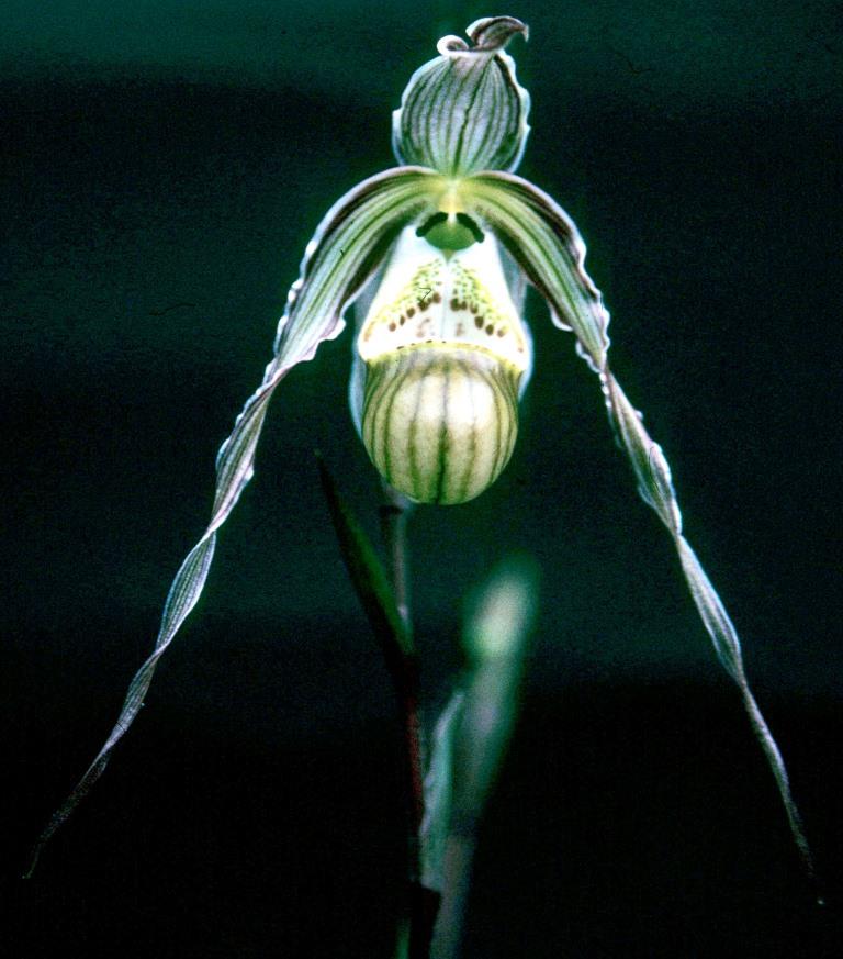 Phragmipedium pearcei - HCC/AOC