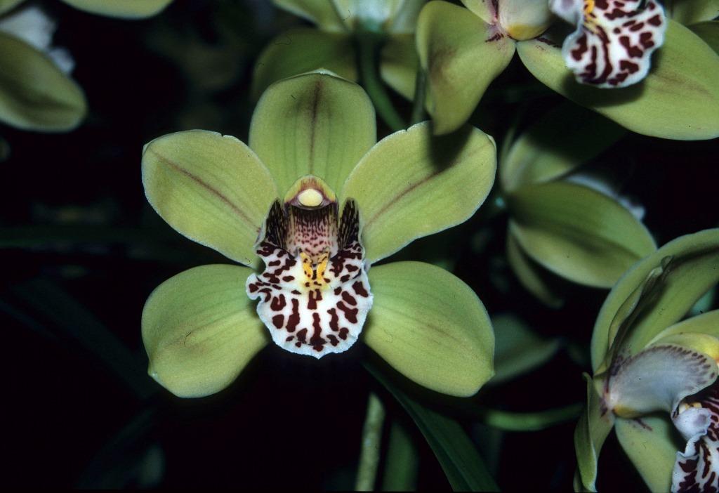 Cym Tracey Dobra 'Teds