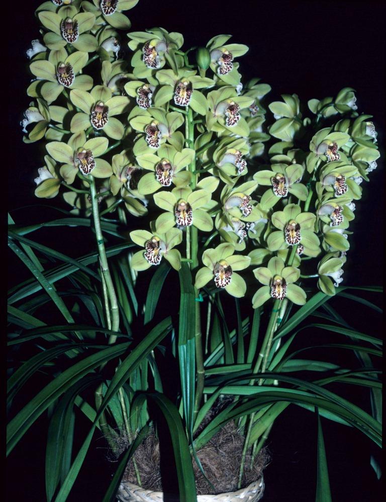 Cymbidium Tracey Dobra 'Teds - photo 2