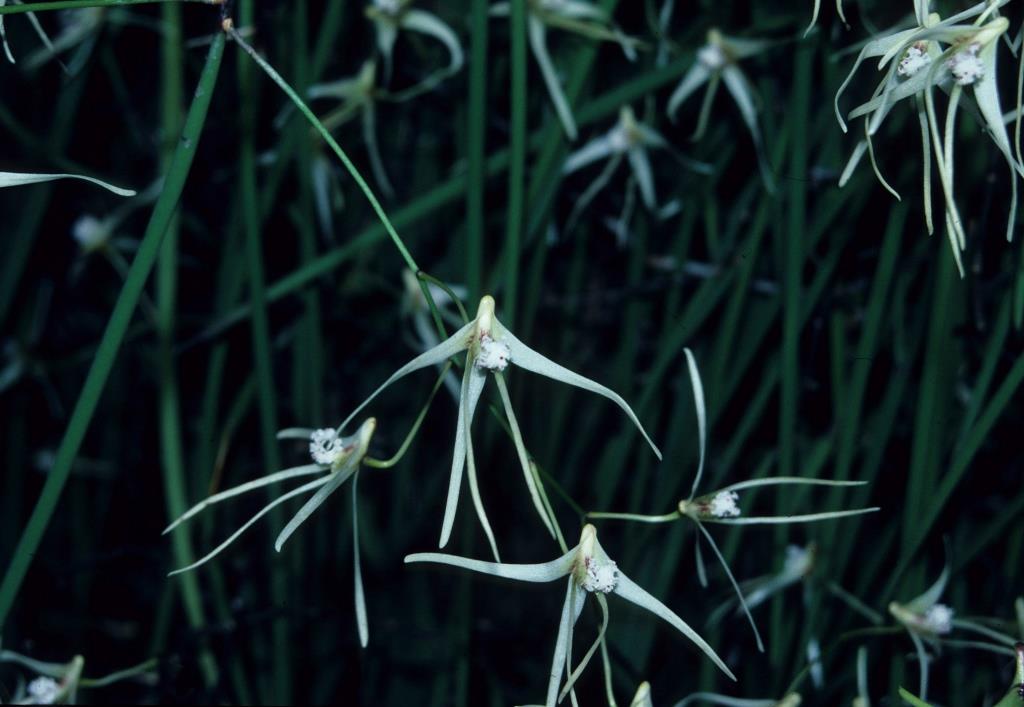 Dendrobium teretifolium var. fasciculatum - ACC/AOC