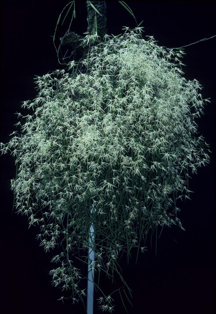 Dendrobium teretifolium var. fasciculatum - photo 2