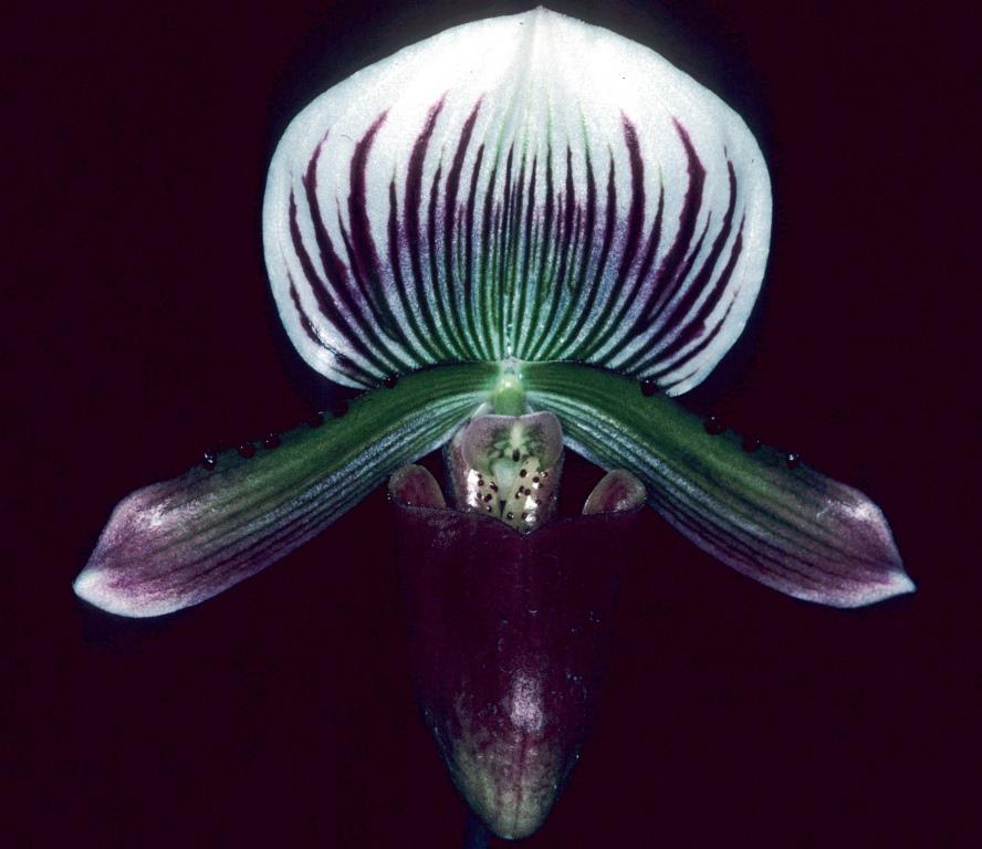 Paphiopedilum Luther Slaughter