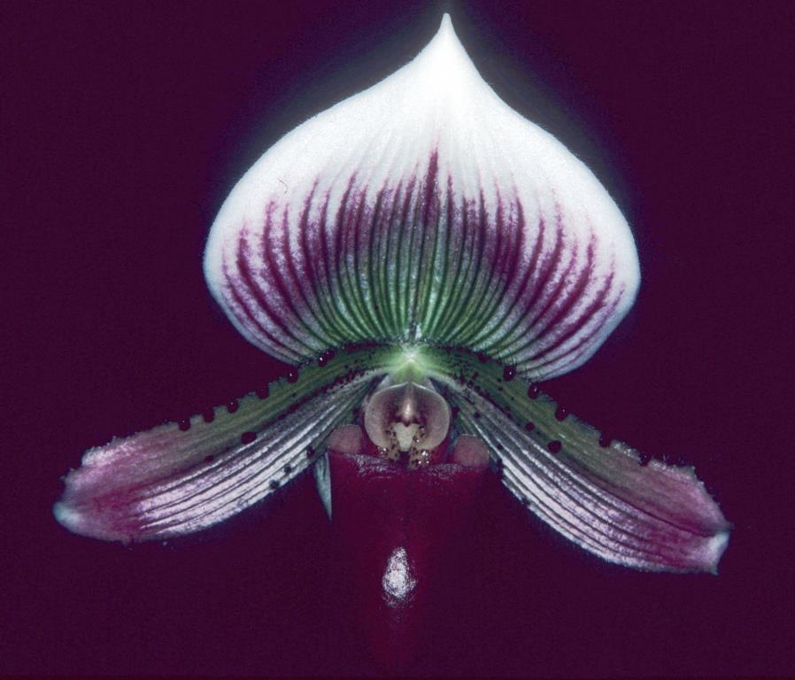 Paphiopedilum Patrick John Earle