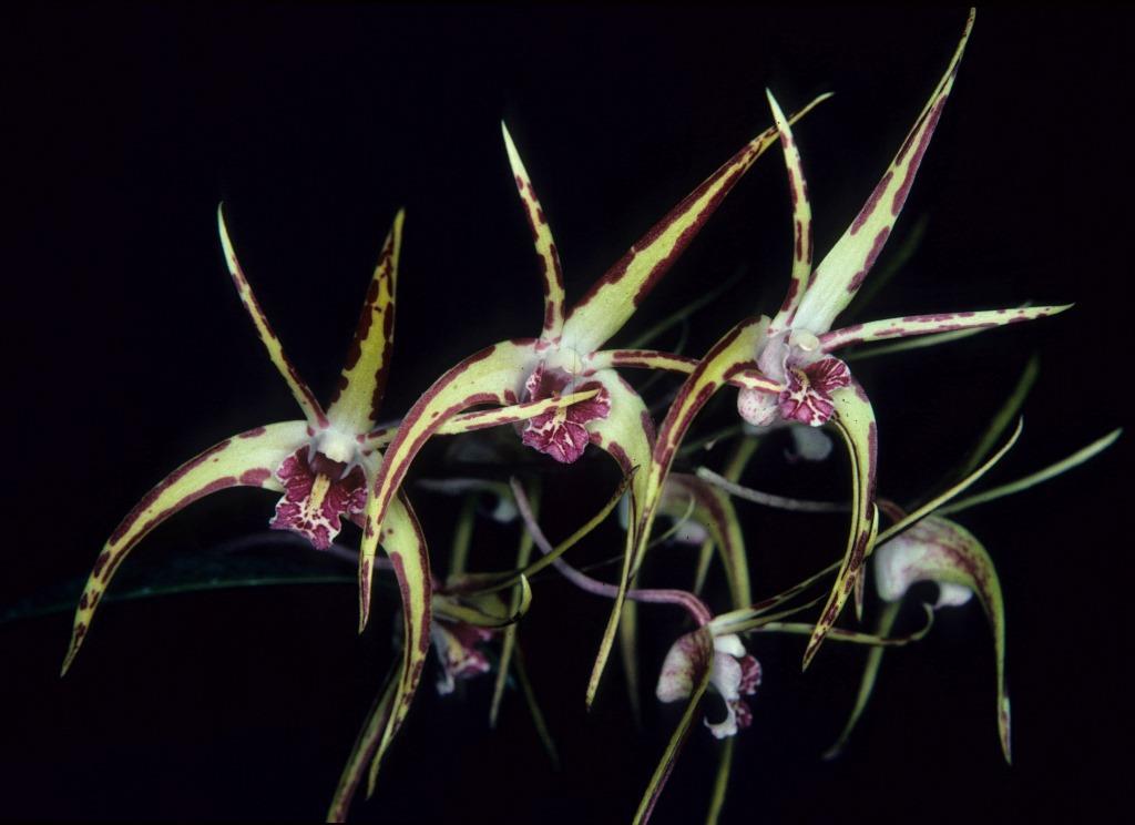 Dendrobium Jannine Banks - photo 2