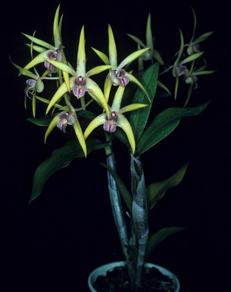 Dendrobium Brolga - photo 2