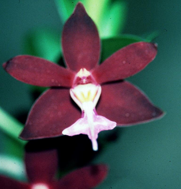 Trichoglottis atropurpurea