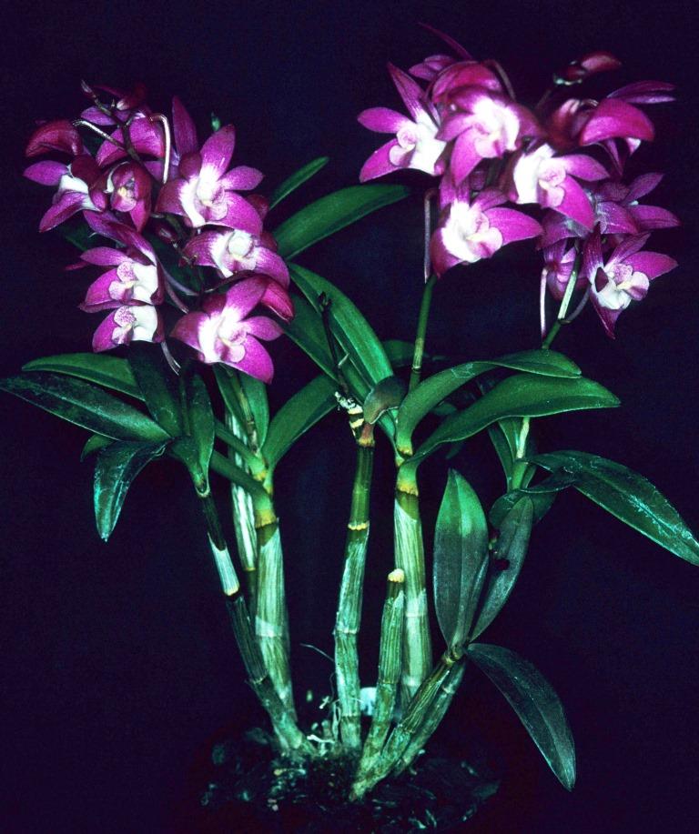 Dendrobium Jonathon's Glory - photo 2
