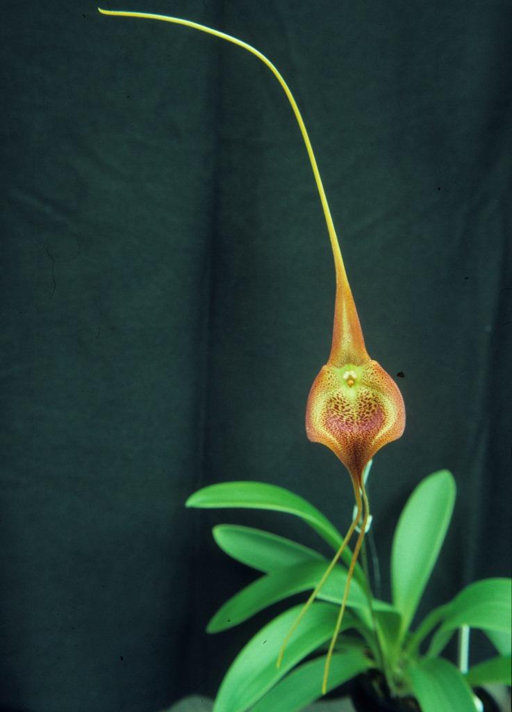 Masdevallia princeps - CBM/AOC