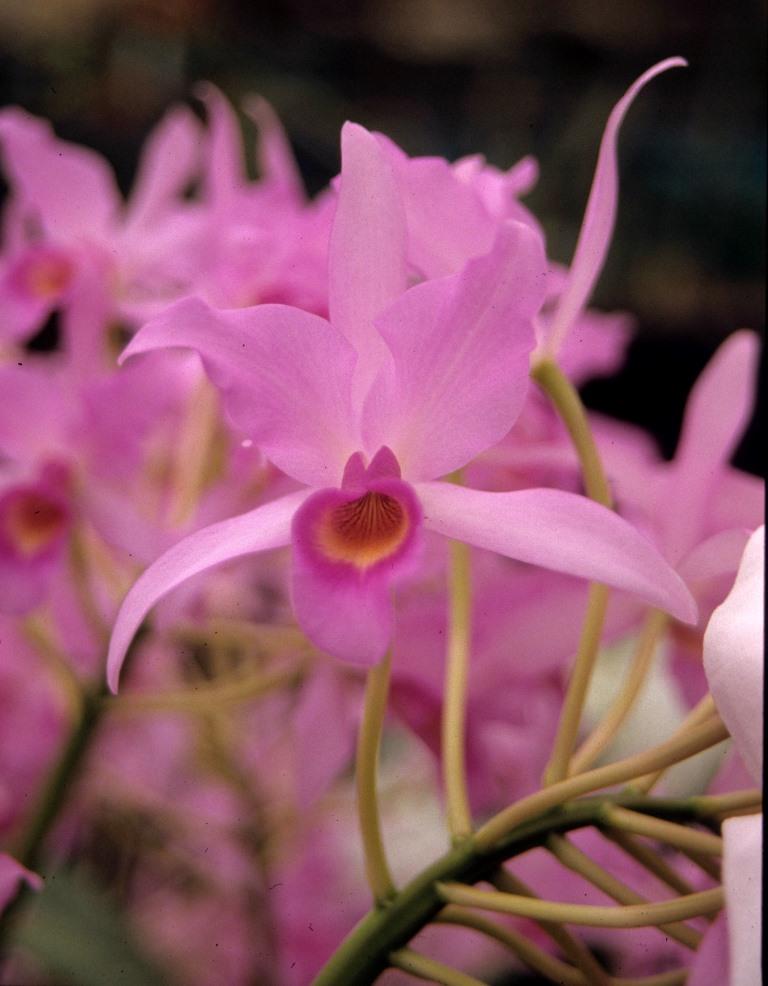 Guarianthe Guatemalensis 'D'Bush'