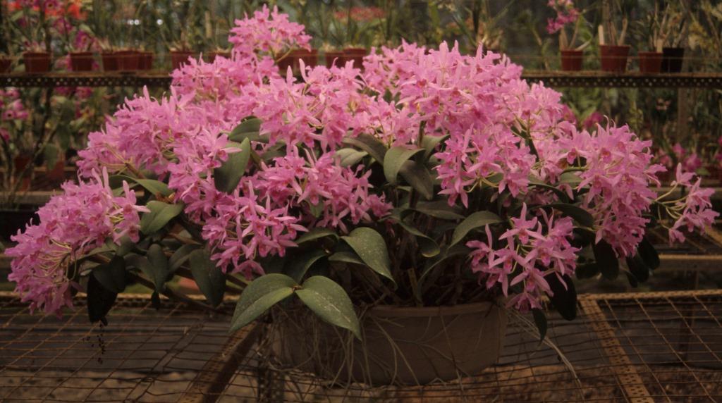 Guarianthe Guatemalensis 'D'Bush' - photo 2