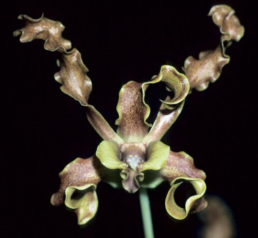 Dendrobium discolor subsp. discolor - HCC/AOC
