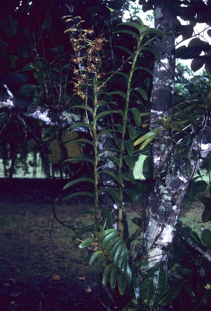 Dendrobium discolor subsp. discolor - photo 2