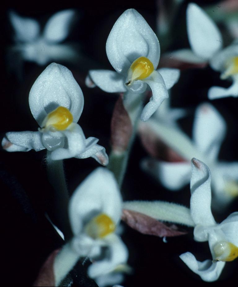 Ludisia discolor - ACC/AOC