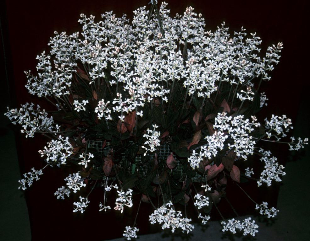 Ludisia discolor - photo 2