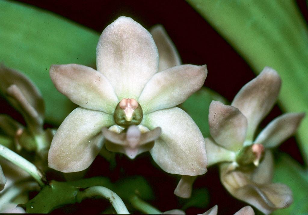 Rhynchostylis gigantea