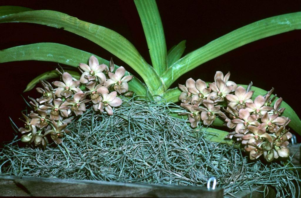 Rhynchostylis gigantea - photo 2