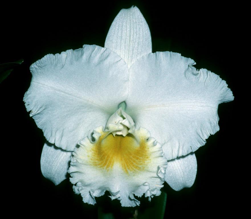 Rhyncholaeliocattleya Beth Hughes