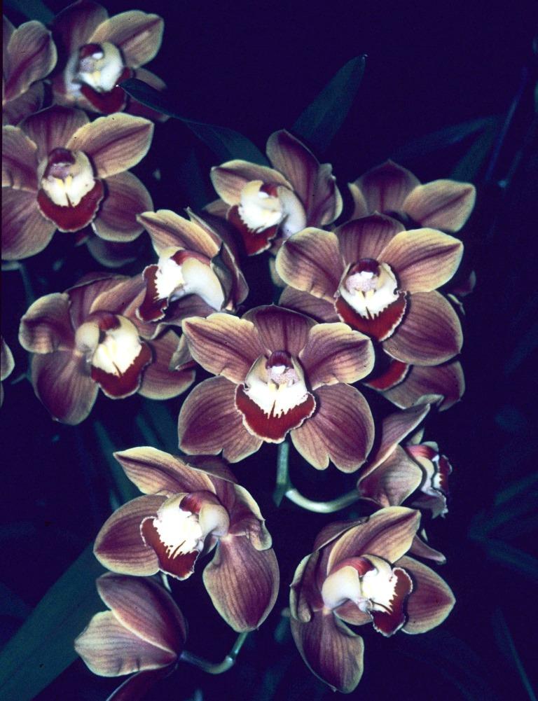 Cymbidium Red Coral - photo 2