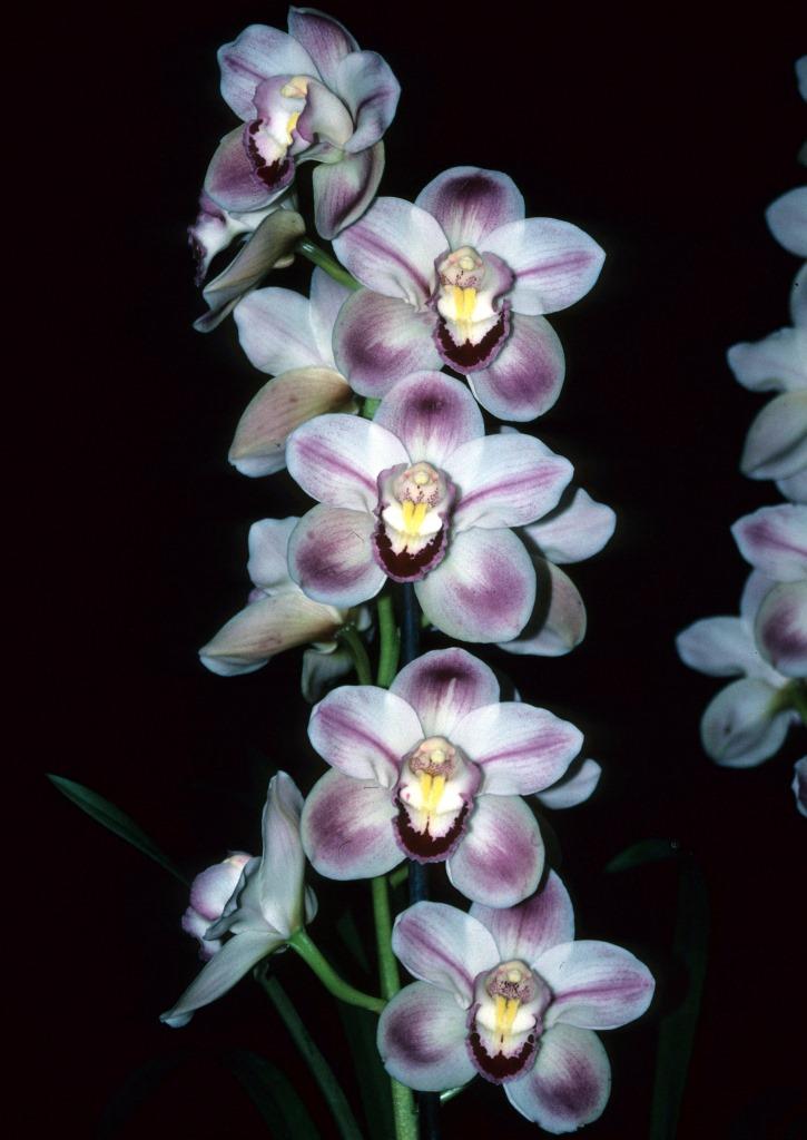 Cymbidium Valley Splash - photo 2