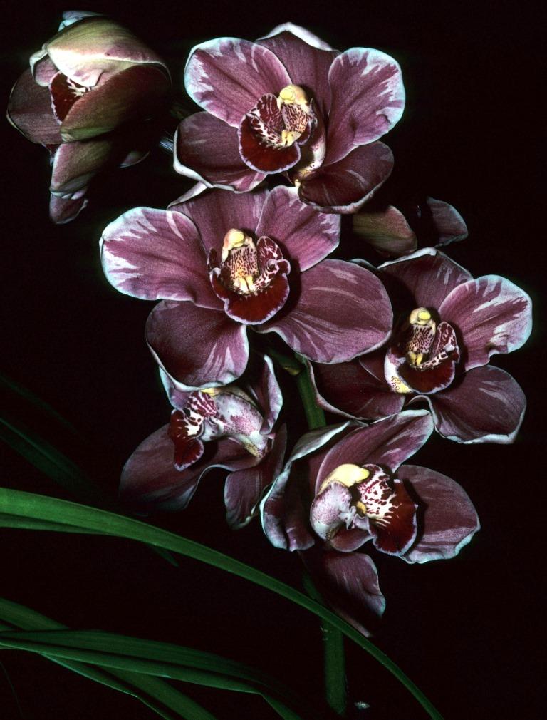 Cymbidium Amy Louise - photo 2