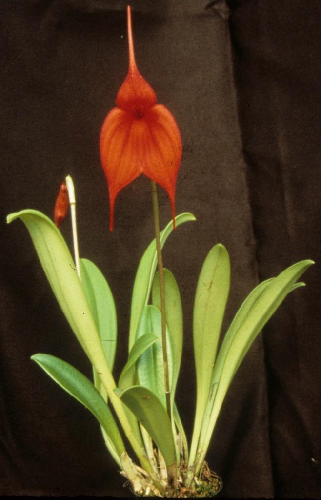Masdevallia Red Sun - photo 2
