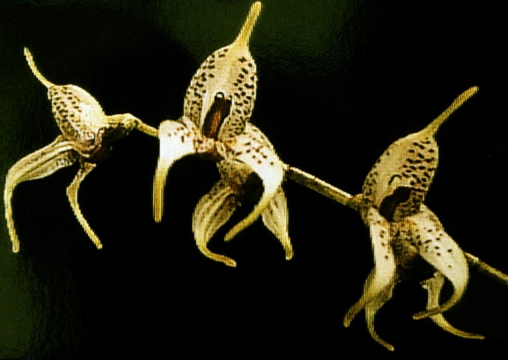 Masdevallia polysticta