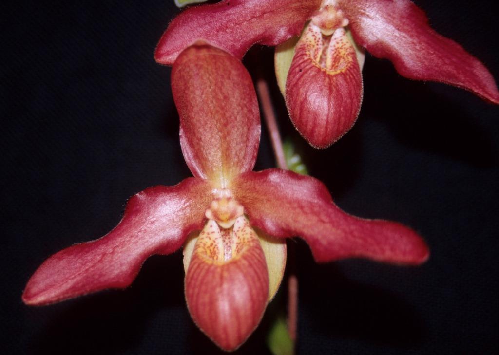 Phragmipedium Rosalie Dixler