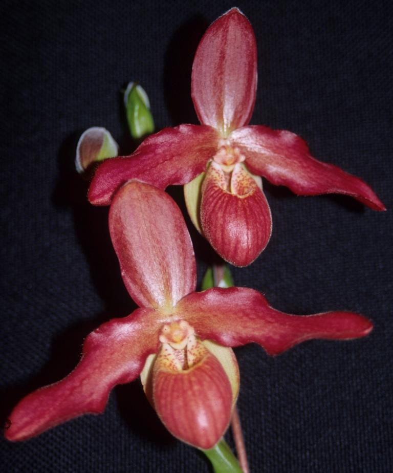 Phragmipedium Rosalie Dixler - photo 2