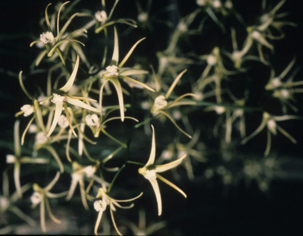 Dendrobium teretifolium var. fasciculatum - ACC/AOC