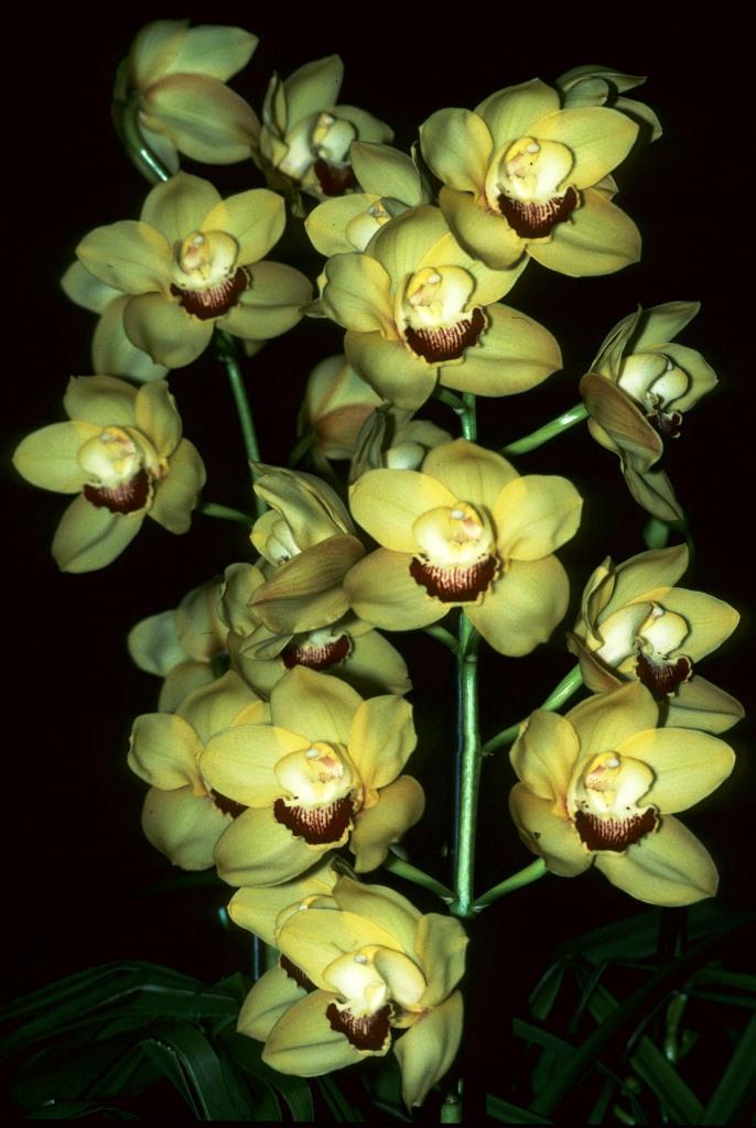 Cymbidium Lunakira - photo 2