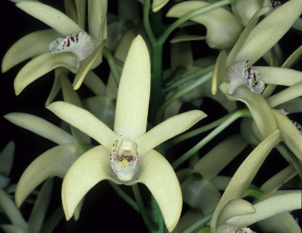 Dendrobium Kayla - HCC/AOC