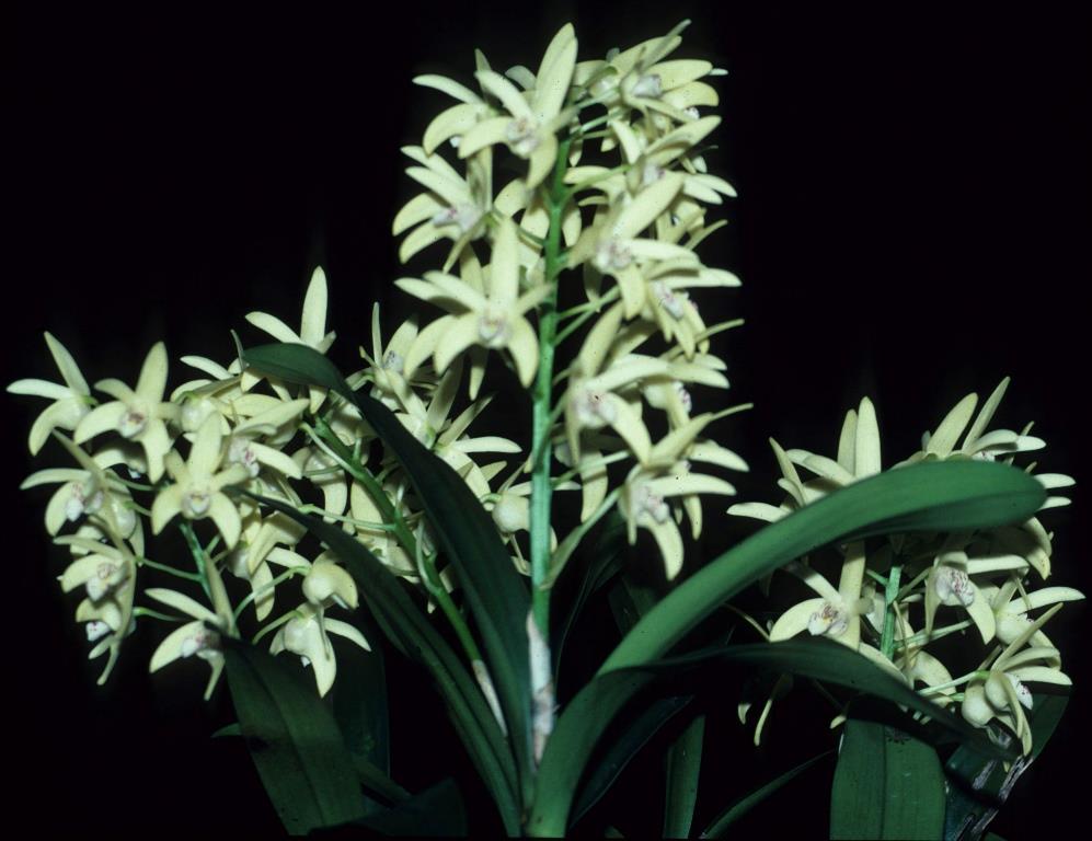 Dendrobium Kayla - photo 2