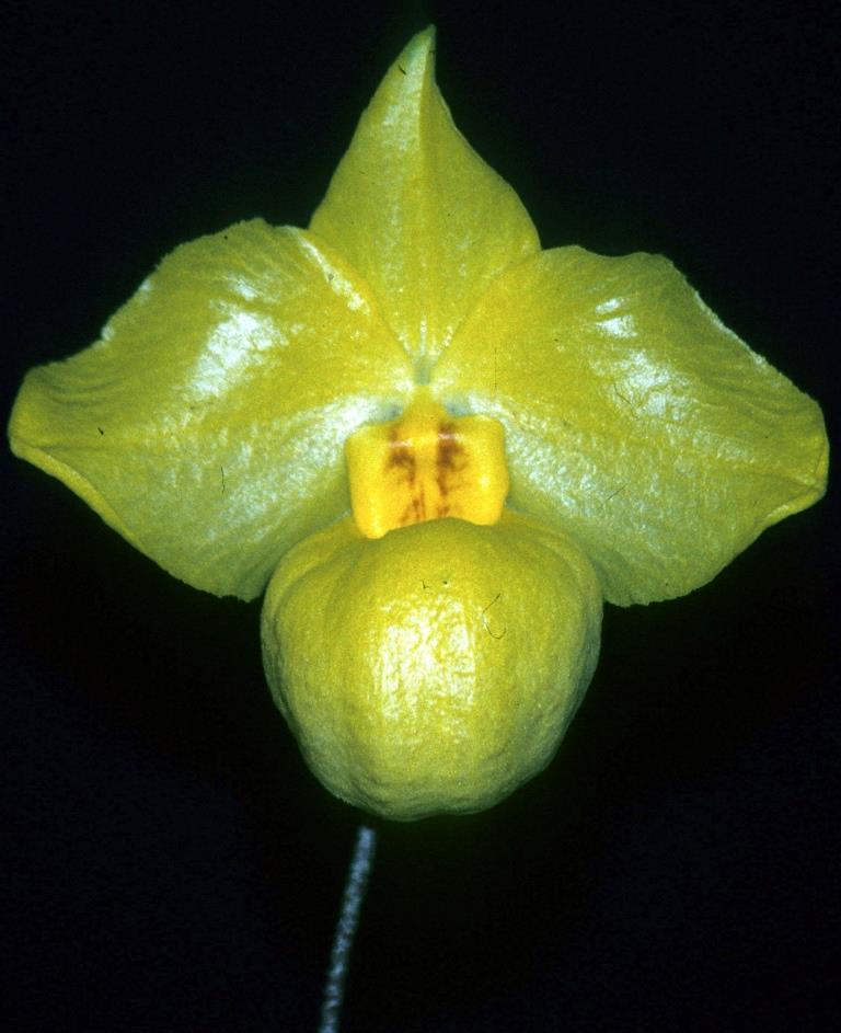 Paphiopedilum armeniacum - HCC/AOC