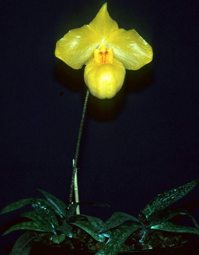Paphiopedilum armeniacum - photo 2