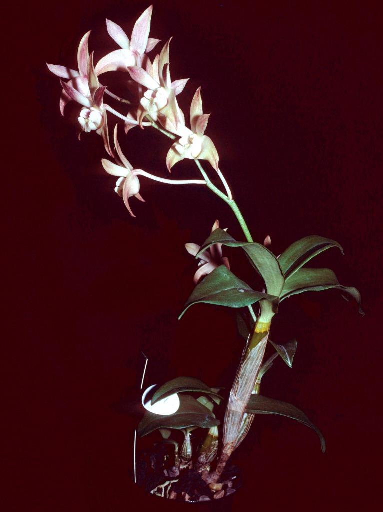 Dendrobium Duno Superlocks - photo 2