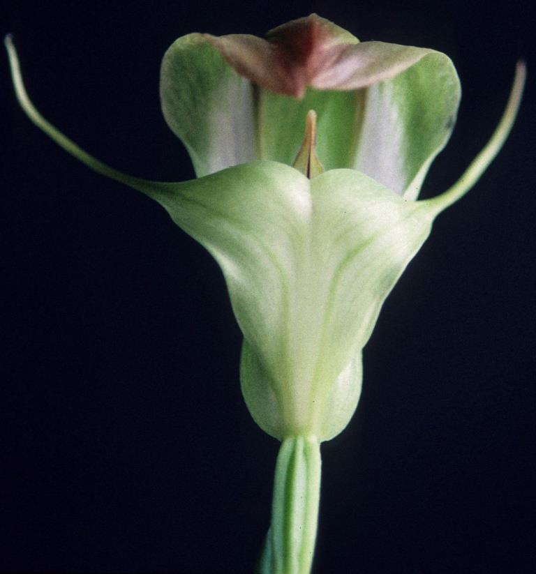 Pterostylis baptistii