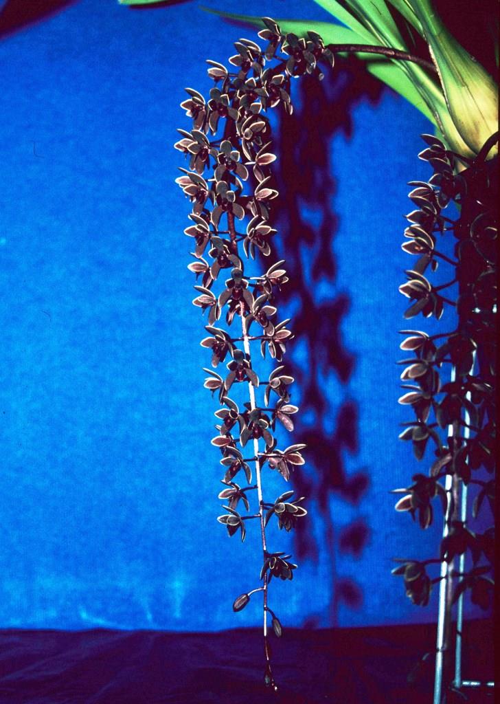 Cymbidium Little Beauty - photo 2