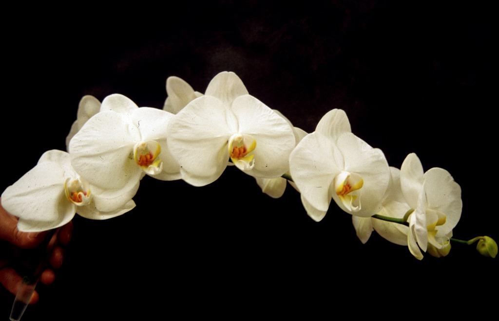 Phalaenopsis Kaala Moon - photo 2