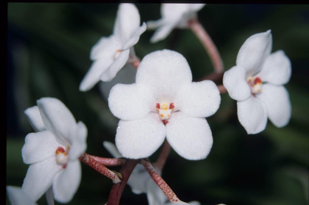 Sarcochilus hartmannii