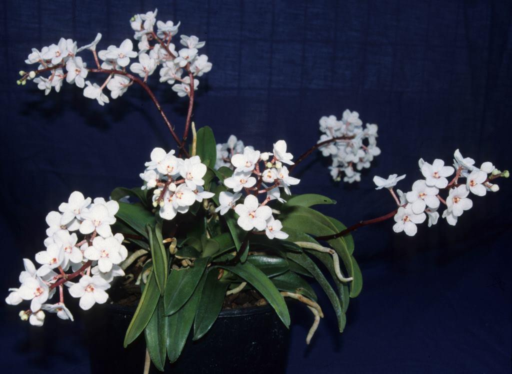 Sarcochilus hartmannii - photo 2