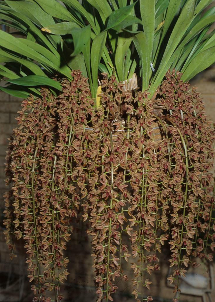 Cymbidium Cricket - photo 2