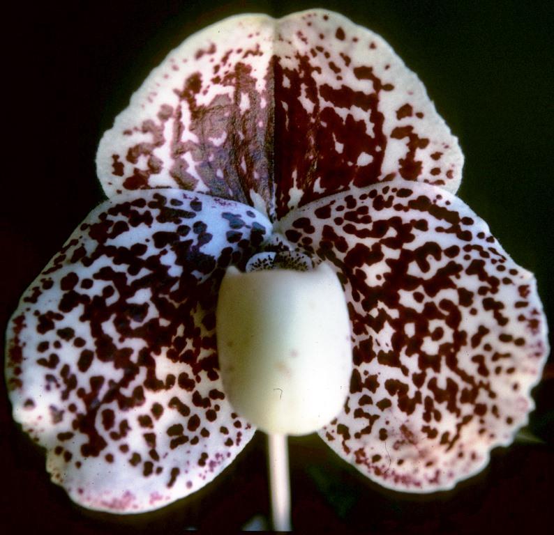 Paph S. Gratrix