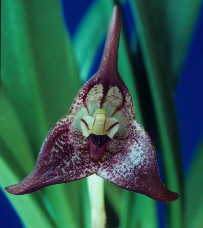 Masdevallia coriacea