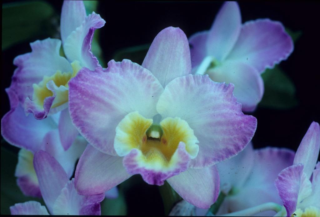 Dendrobium Pink Doll - AM/AOC