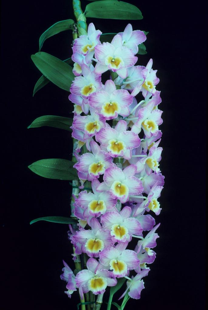 Dendrobium Pink Doll - photo 2